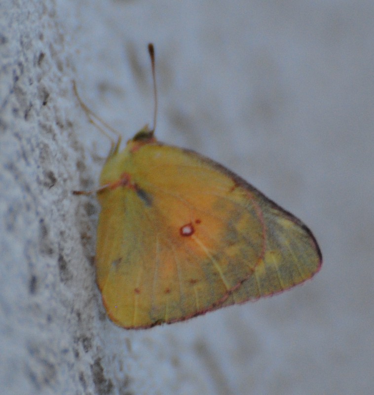 ID-USA-lepidotteri-Colias